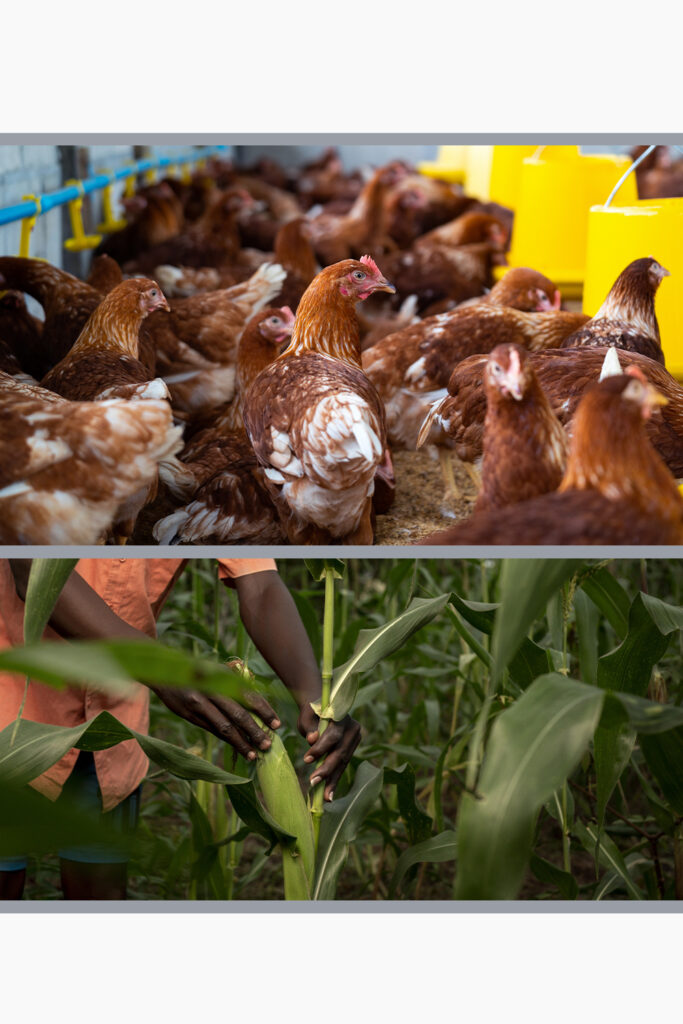 Investir en RDC ou en Afrique