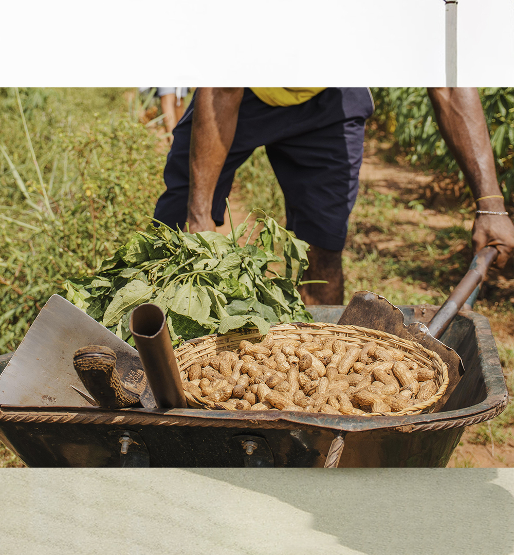 Agroalimentaire Investir en RDC ou en Afrique